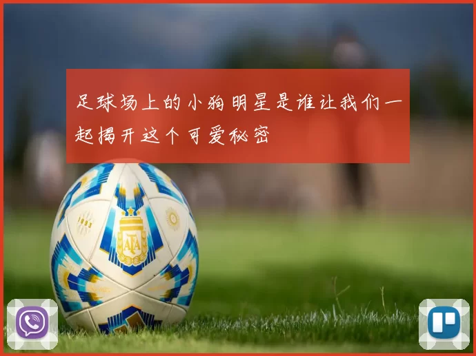 足球场上的小狗明星是谁让我们一起揭开这个可爱秘密
